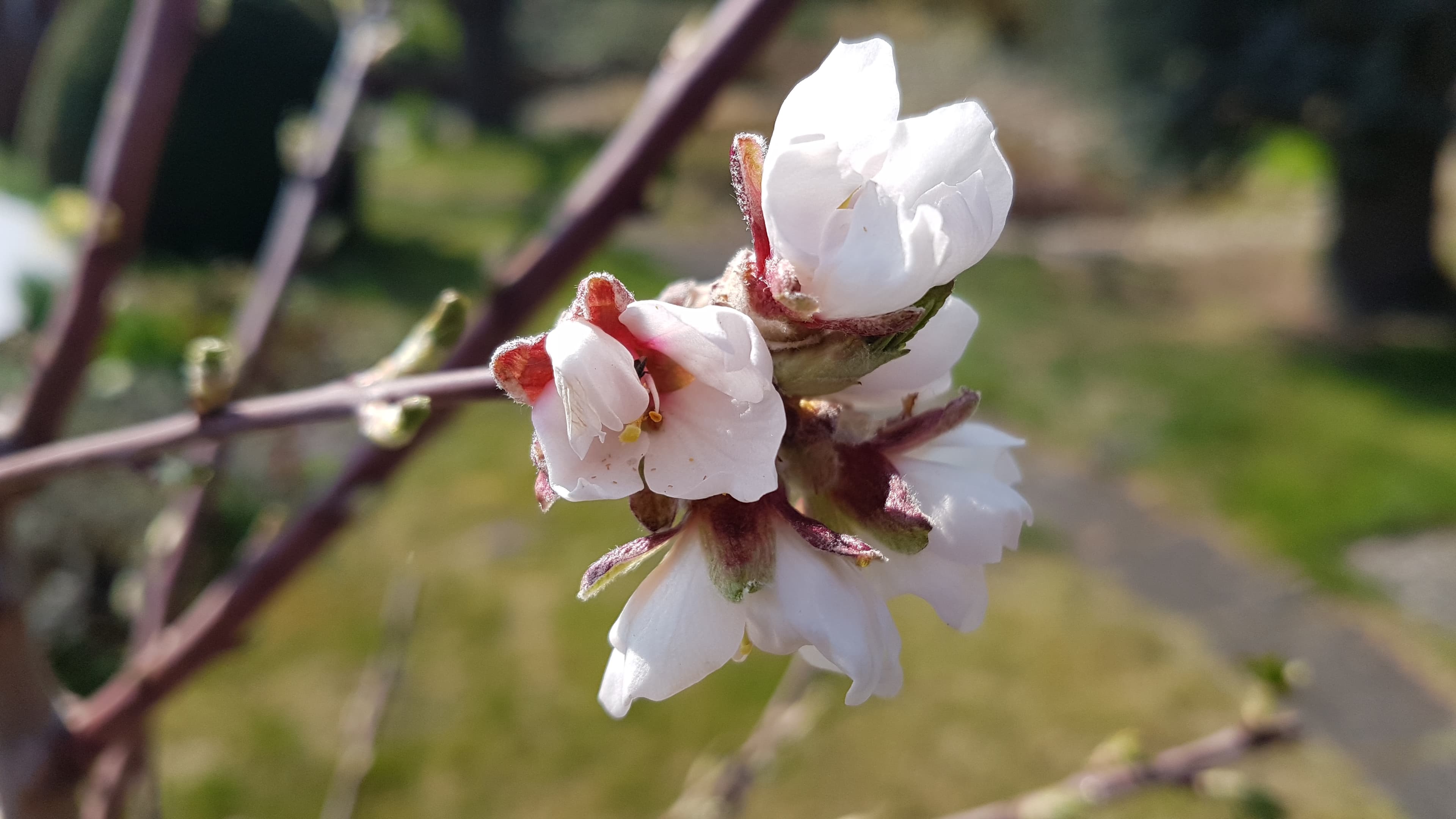 Sich öffnende Blüten im Frühling.